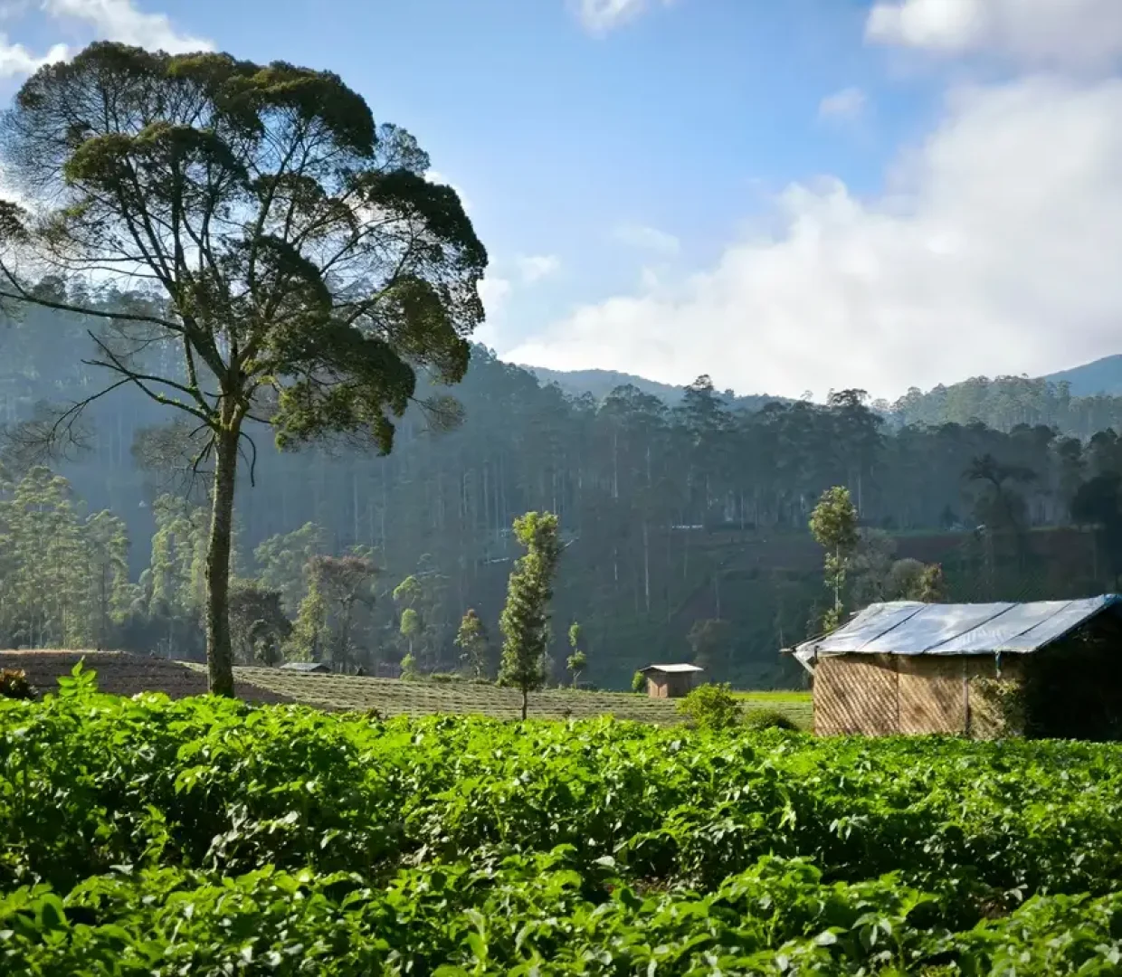 shutterstock_2450141509